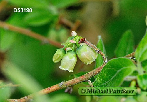 Velvet-leaved Blueberry (Vaccinium myrtilloides)